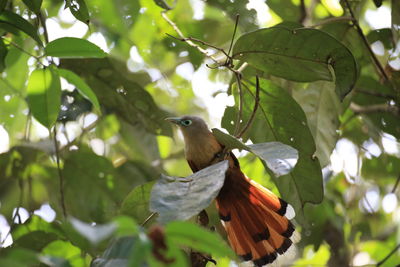 Low angle view of bird perching on tree