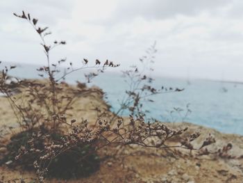 Plants growing on beach against sky