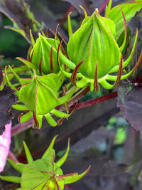 Close-up of fresh green plant