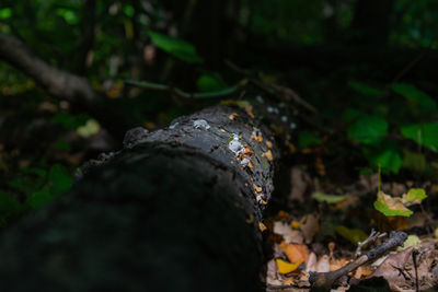 Close-up of fallen tree on field in forest