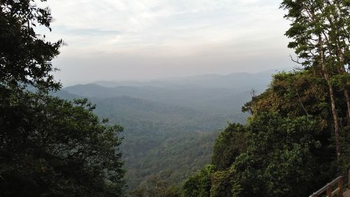 Scenic view of forest against sky