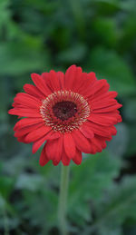 Close-up of red daisy