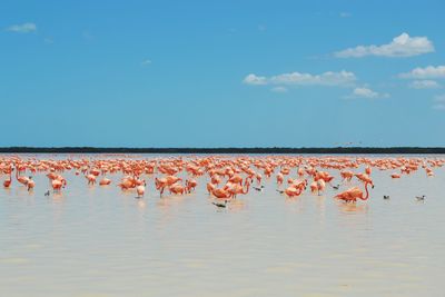 Birds on lake against sky