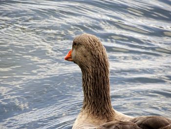 Close-up of swan swimming on lake