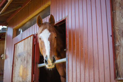 Horse in barn