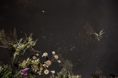 Close-up of plants against trees at night