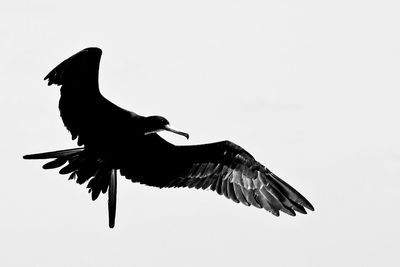 Low angle view of bird flying