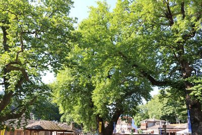 Low angle view of trees and house in forest