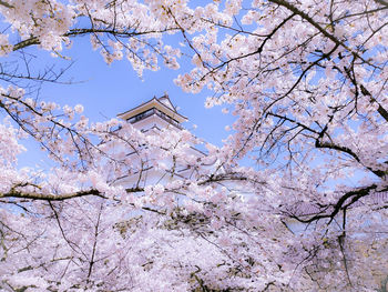 Low angle view of pink flowering tree against sky