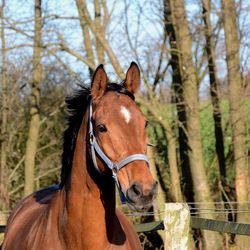 Close-up of a horse on land