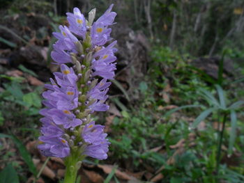 Close-up of purple flowers