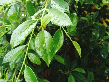 Close-up of wet plant leaves during rainy season