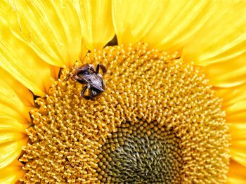 Close-up of bee pollinating on flower