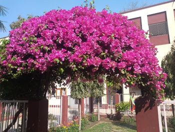 Pink flowers on tree outside house