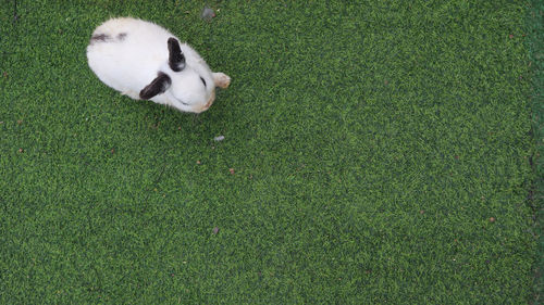 High angle view of white duck on field