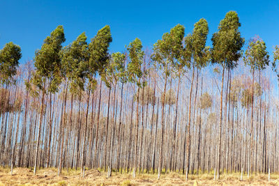 Low angle view of trees on field against sky