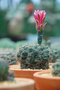 Close-up of cactus flower pot