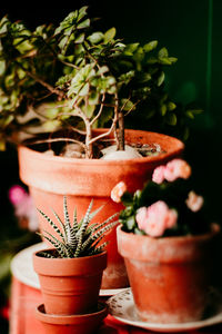 Close-up of potted plant