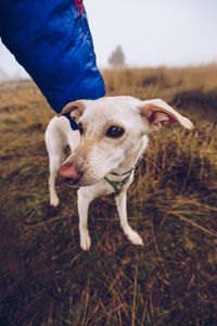 Full length of dog on field