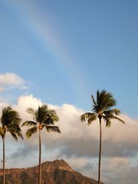 Palm trees on beach against sky