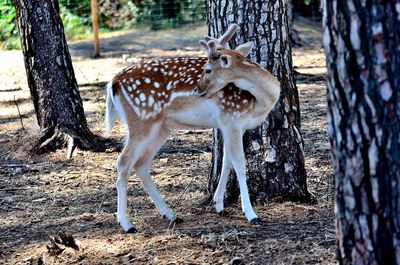 Deer standing in a field