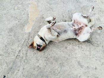 High angle view of dog lying on sand