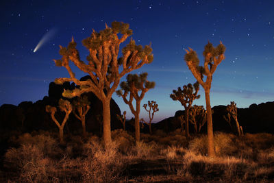 Low angle view of trees on field against sky at night