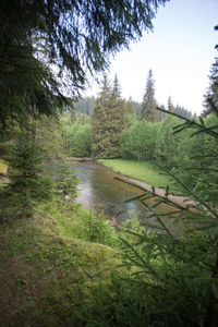 Scenic view of lake in forest against sky