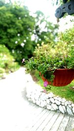 Close-up of potted plant on tree