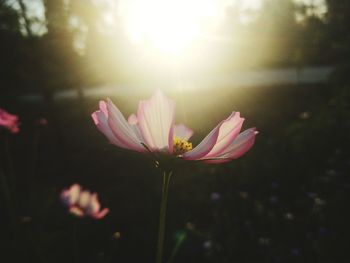 Close-up of pink flower against bright sun