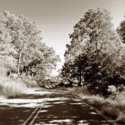 Road passing through trees