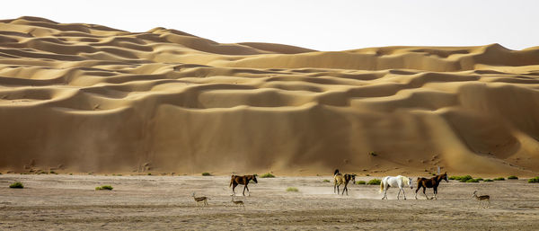 View of a desert