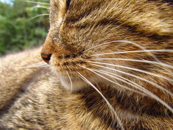 Close-up of cat