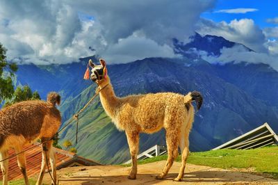 Llamas on cliff by mountains against sky