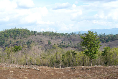 Trees on field against sky