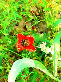 Close-up of red poppy flower on field