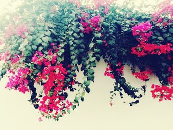 Close-up of flowers against blurred background