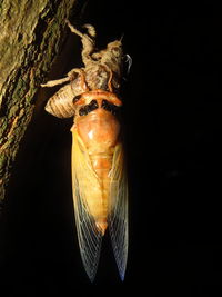 Close-up of insect over black background