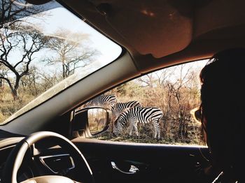 Close-up of woman looking at zebras while sitting in car