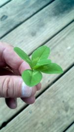Close-up of cropped wooden plank