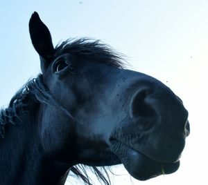 Close-up of horse against clear sky