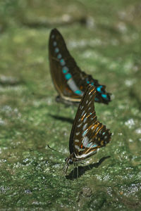 Close-up of butterfly