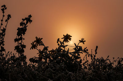 Silhouette plants against orange sky