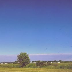 Scenic view of grassy field against blue sky