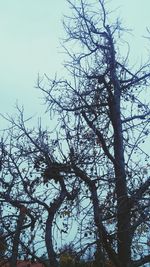 Low angle view of tree against sky