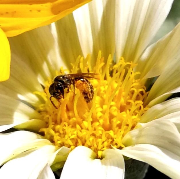 flower, flowering plant, petal, vulnerability, fragility, beauty in nature, flower head, inflorescence, plant, growth, yellow, freshness, pollen, close-up, nature, no people, day, insect, invertebrate, outdoors, pollination, gazania