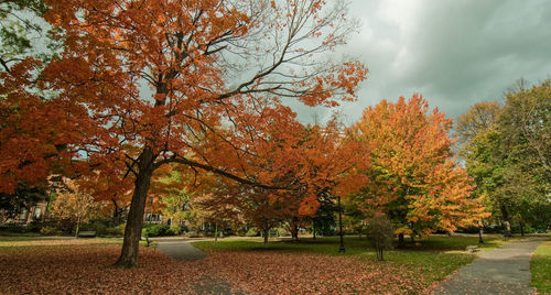 Trees in park during autumn