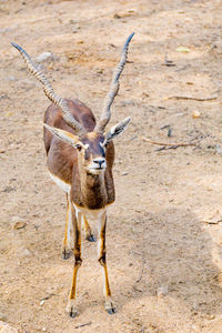 Horned blackbuck standing on the dry ground in the forest.