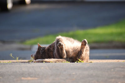 Cat resting on a footpath