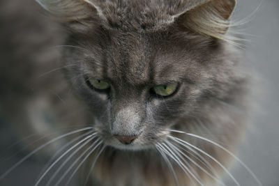 Close-up portrait of cat